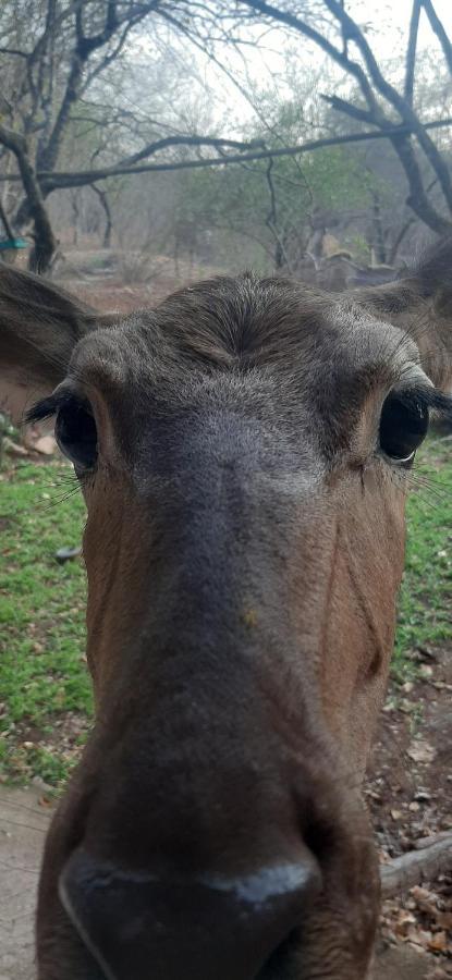 Nature House Vakantiehuis Marloth Park